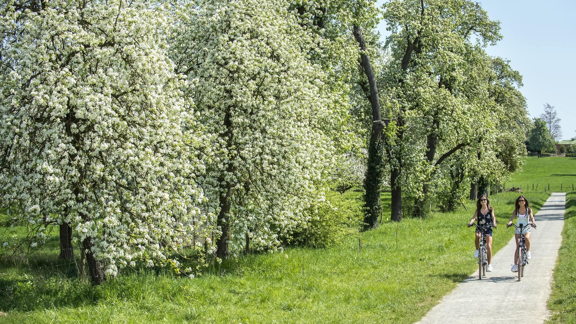 Fietsen tussen de bloesems, fietsen in Limburg, Haspengouw, Visit Limburg, in de buurt van Maasmechelen Village