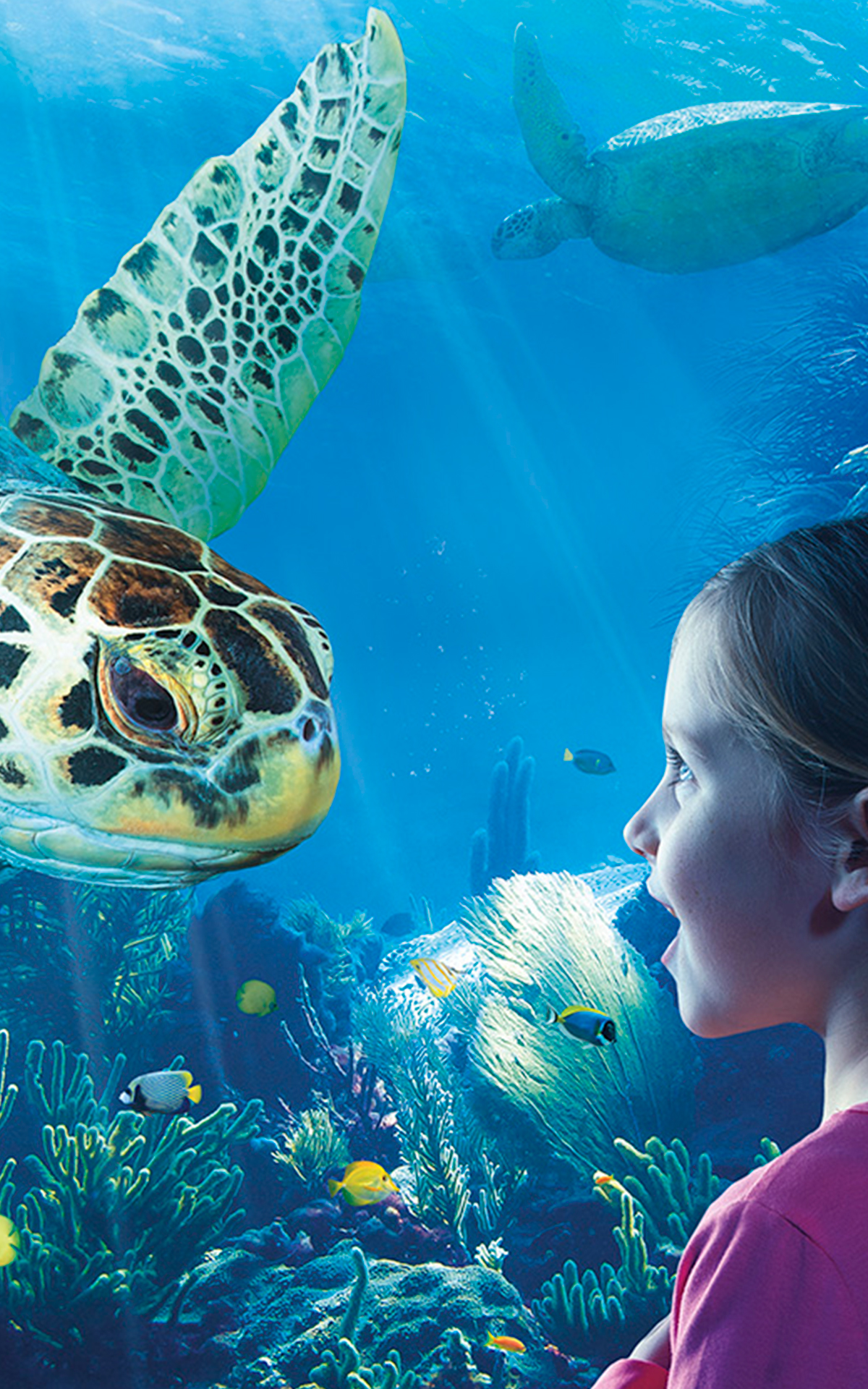 Aquarium Sea Life Attraction Image