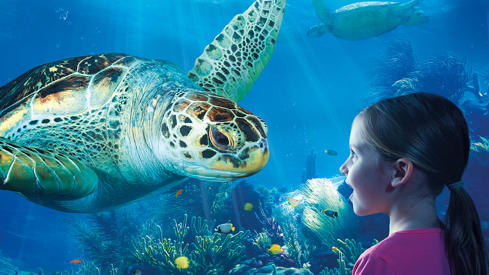 Aquarium Sea Life Attraction Image